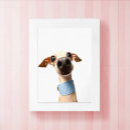 Recherche de levriers posters Animal de compagnie