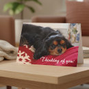 Suche nach cavalier king charles spaniel karten Haustier
