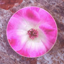 Suche nach eisberg untersetzer Rose