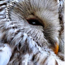 Suche nach eigenschaften karten Eule