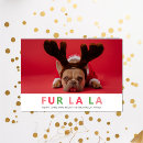 Suche nach bunter hund alle karten Weihnachten