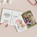 Suche nach braunes labrador postkarten Brauner labrador retriever