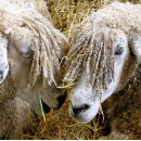 Suche nach landwirtschaft kissen Landwirtschaftliche betriebe