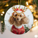 Recherche de photo drôle de chat ornements Dog