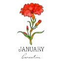 Recherche de carnation vêtements Botanique