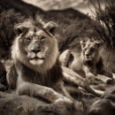 Recherche de ansel adams puzzles Noir et blanc