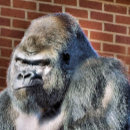 Suche nach gorilla foto poster Gorillas