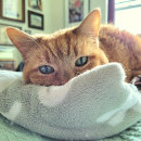 Recherche de se sentir mieux Chats