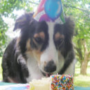 Suche nach ballon hund karten Kuchen