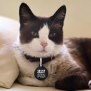 Recherche de chats médaillons Pour tous