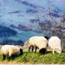 Recherche de agriculture boutons et poignées de porte Mouton