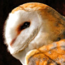 Recherche de owl puzzles Nature