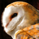 Suche nach eigenschaften karten Eule