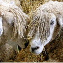 Recherche de brebis vœux cartes Fermes