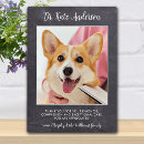 Suche nach cute animals wohnen zuhause Puppy