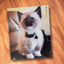 Suche nach verrückte katzen puzzle Niedlich