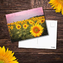 Suche nach sonnenblumen postkarten Fotografie