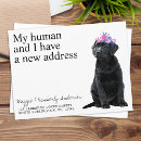 Recherche de labrador drôle cartes postales Chien