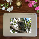 Suche nach koala aufkleber Eukalyptus