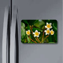 Suche nach frangipani magnete Plumeria