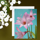 Recherche de lis photographie Rose