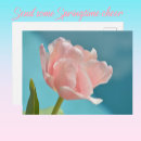 Suche nach rosa blumenbilder postkarten Frühlingsblumen
