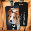 Suche nach haustiere gepäckanhänger Foto