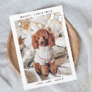 Recherche de photo drôle de chien vœux cartes Humour