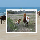 Suche nach assateague postkarten Souvenir