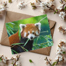 Recherche de panda rouge cartes postales Photographie