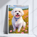 Suche nach malteser poster Hund