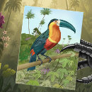Recherche de jungle tropicale forêt cartes postales Toucan