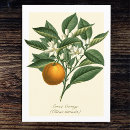 Recherche de fruit cartes postales Floral