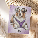 Suche nach australian shepherd puzzle Australischer schäferhund