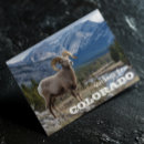 Recherche de brebis cartes postales Mouflon