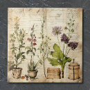 Recherche de plante carreaux Plantes en pots