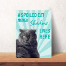 Suche nach lustige verrückte katze poster Für katzenliebhaber