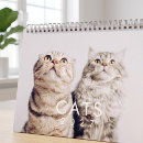 Suche nach kätzchen ich kalender Süß
