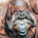 Recherche de orang outan ornements Animal