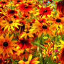 Recherche de rudbeckias cartes postales Pour tous