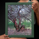 Recherche de branches posters Californie