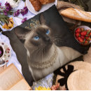 Recherche de siamois chat coussins Mignon