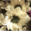 Recherche de chrysanthème art Floral