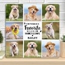 Suche nach hunde beileid fotoplatten Foto collage