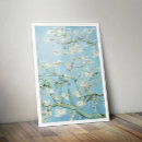 Suche nach mandelblüten poster Blume