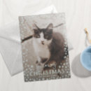 Suche nach graue katzen karten Für sie