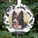Recherche de chiot de border collie ornements Chien
