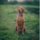 Suche nach lustige hundemarken Spaß