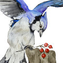 Suche nach blaues jay aufkleber Natur