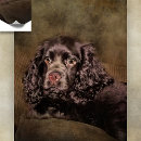 Suche nach cocker spaniel hund poster Dogs